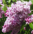 Syringa vulgaris 'Paul Deschanel'