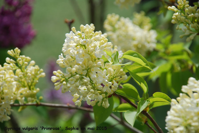 Syringa vulgaris 'Primrose'