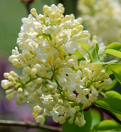 Syringa vulgaris 'Primrose'