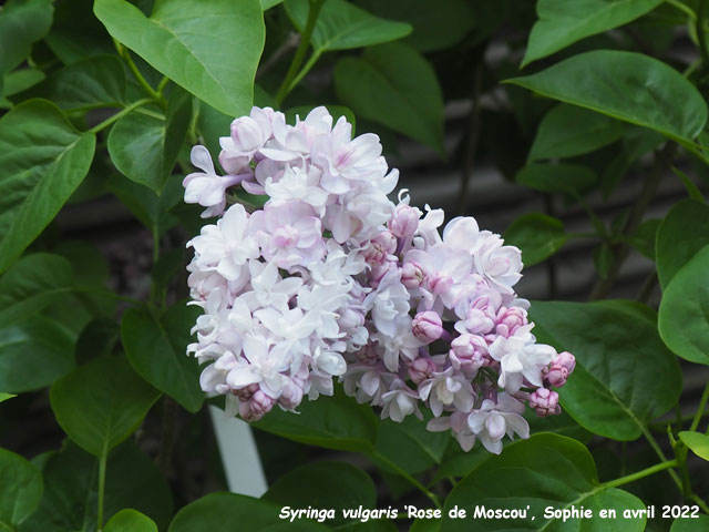 Syringa vulgaris 'Rose de Moscou'