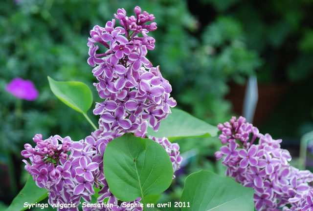 Syringa vukgaris 'Sensation'