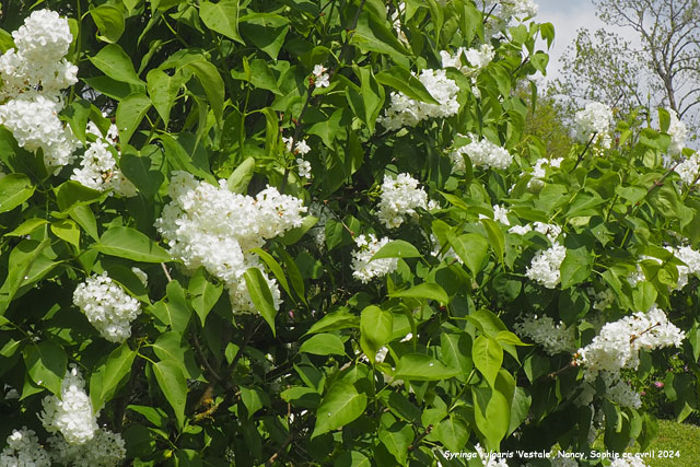 Syringa vulgaris 'Vestale'