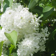 Syringa vulgaris 'Vestale'