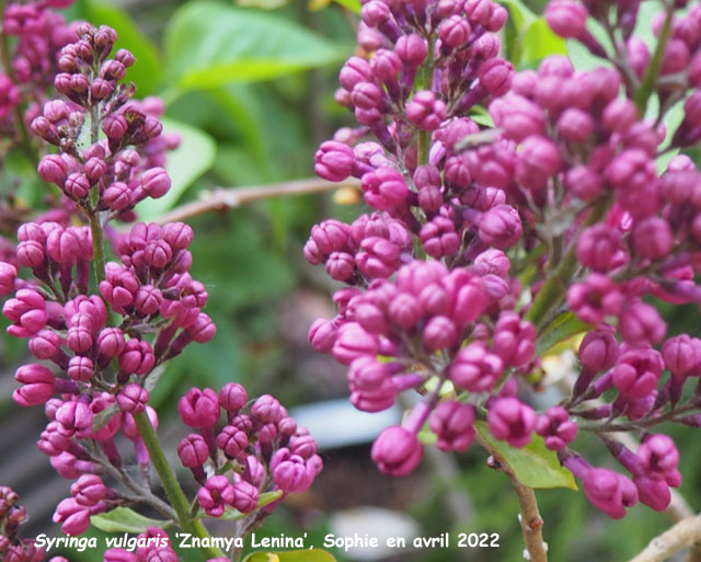 Syringa vulgaris 'Znamya Lenina'