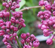 Syringa vulgaris 'Znamya Lenina'