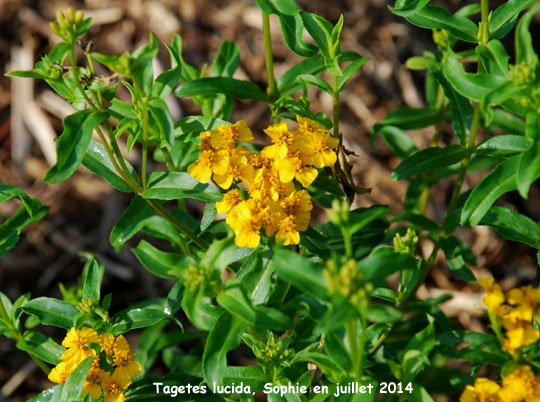 Tagetes lucida