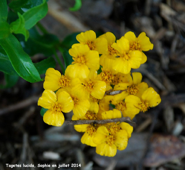 Tagetes lucida