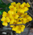 Tagetes lucida