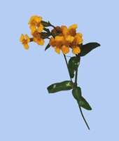 Tagetes lucida