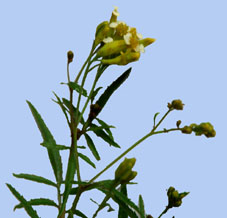 Tagetes minuta