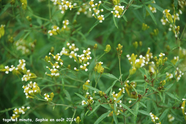 Tagetes minuta