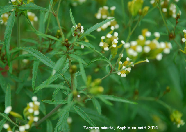 Tagetes minuta