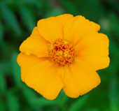 Tagetes patula