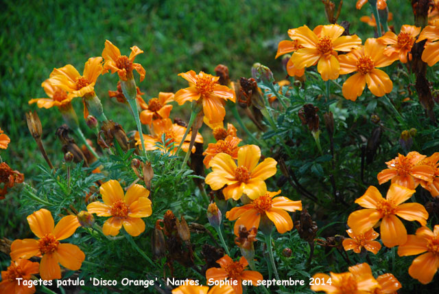 Tagetes patula 'Disco Orange'