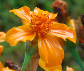 Tagetes patula 'Disco Orange'