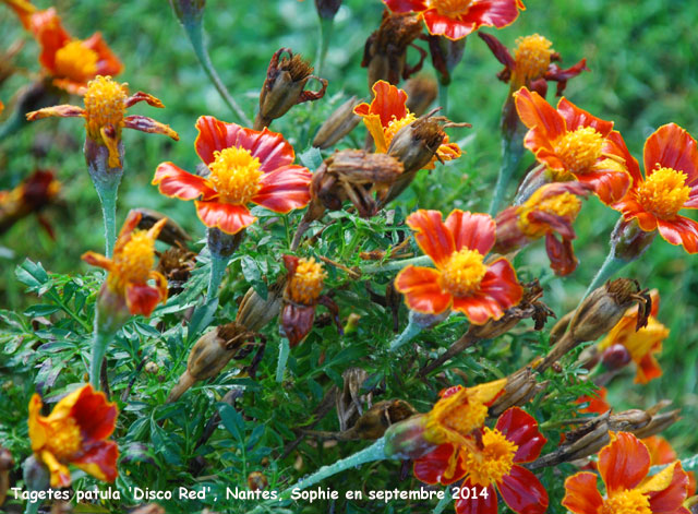 Tagetes patula 'Disco Red'