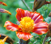 Tagetes patula 'Disco Red'