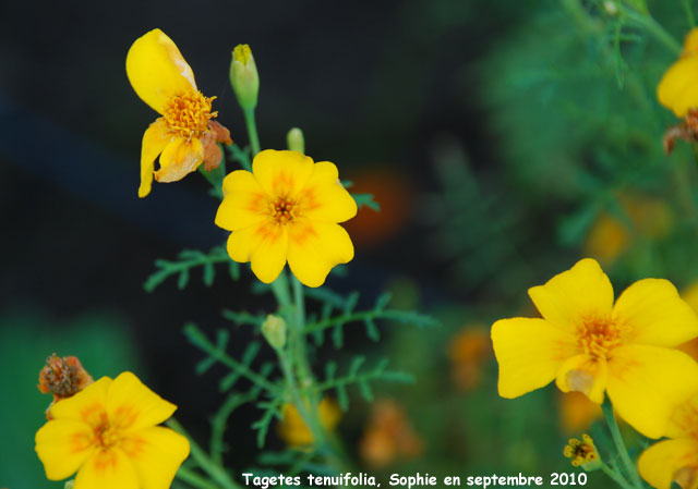 Tagetes tenuifolia