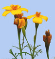 Tagetes tenuifolia