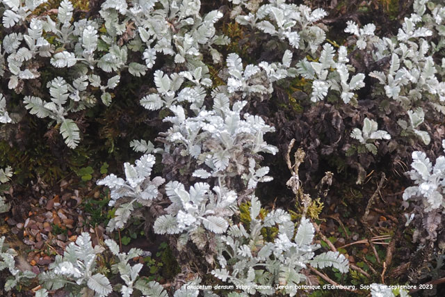 Tanacetum densum subsp. amani