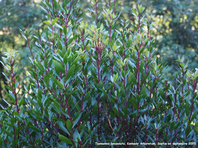 Tasmannia lanceolata
