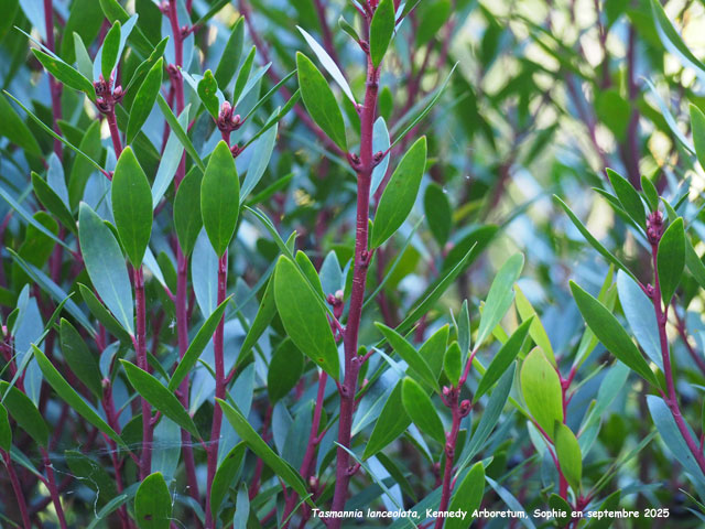 Tasmannia lanceolata