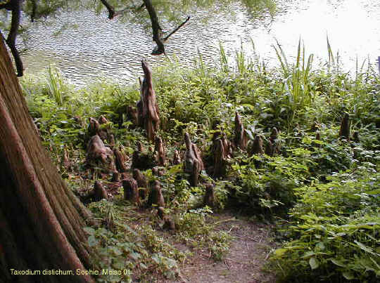 Taxodium distichum