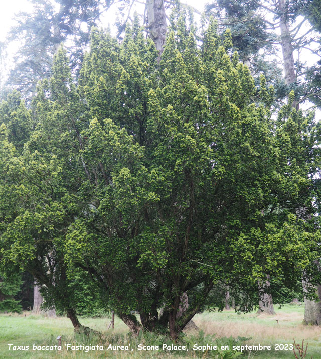 Taxus baccata 'Fastigiata Aurea'