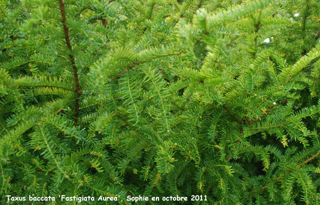Taxus baccata