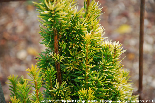 Taxus baccata 'Bultinck Orange Beauty'