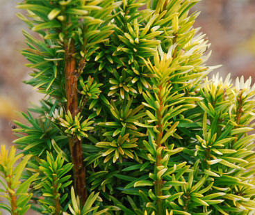 Taxus baccata 'Bultinck Orange Beauty'