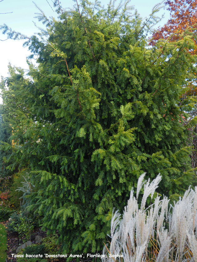 Taxus baccata 'Dovastonii Aurea'