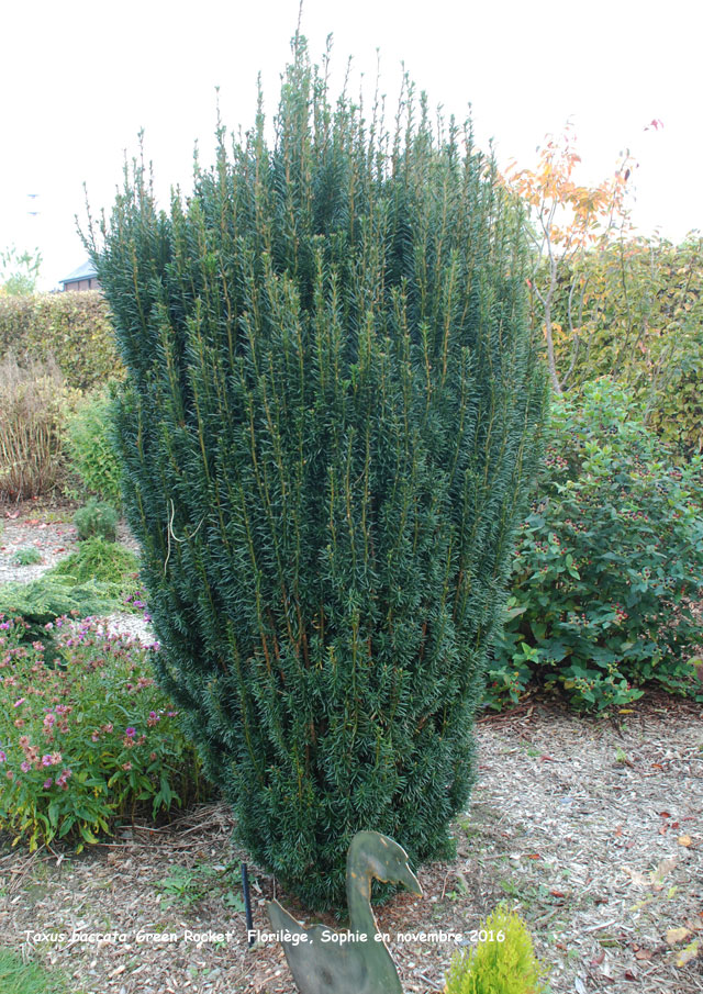 Taxus baccata 'Green Rocket'