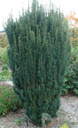 Taxus baccata 'Green Rocket'