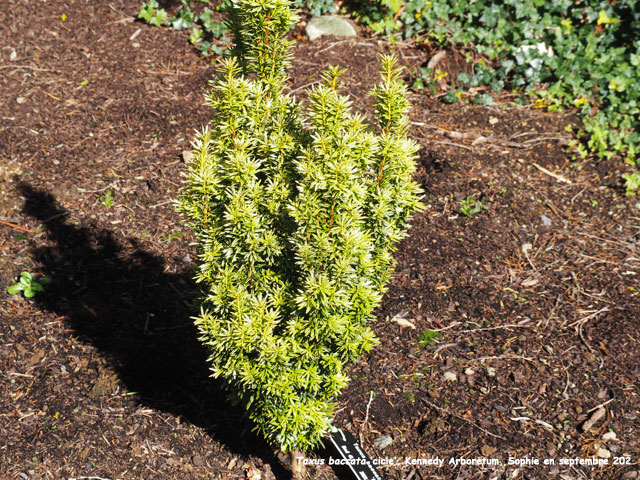 Taxus baccata 'Icicle'