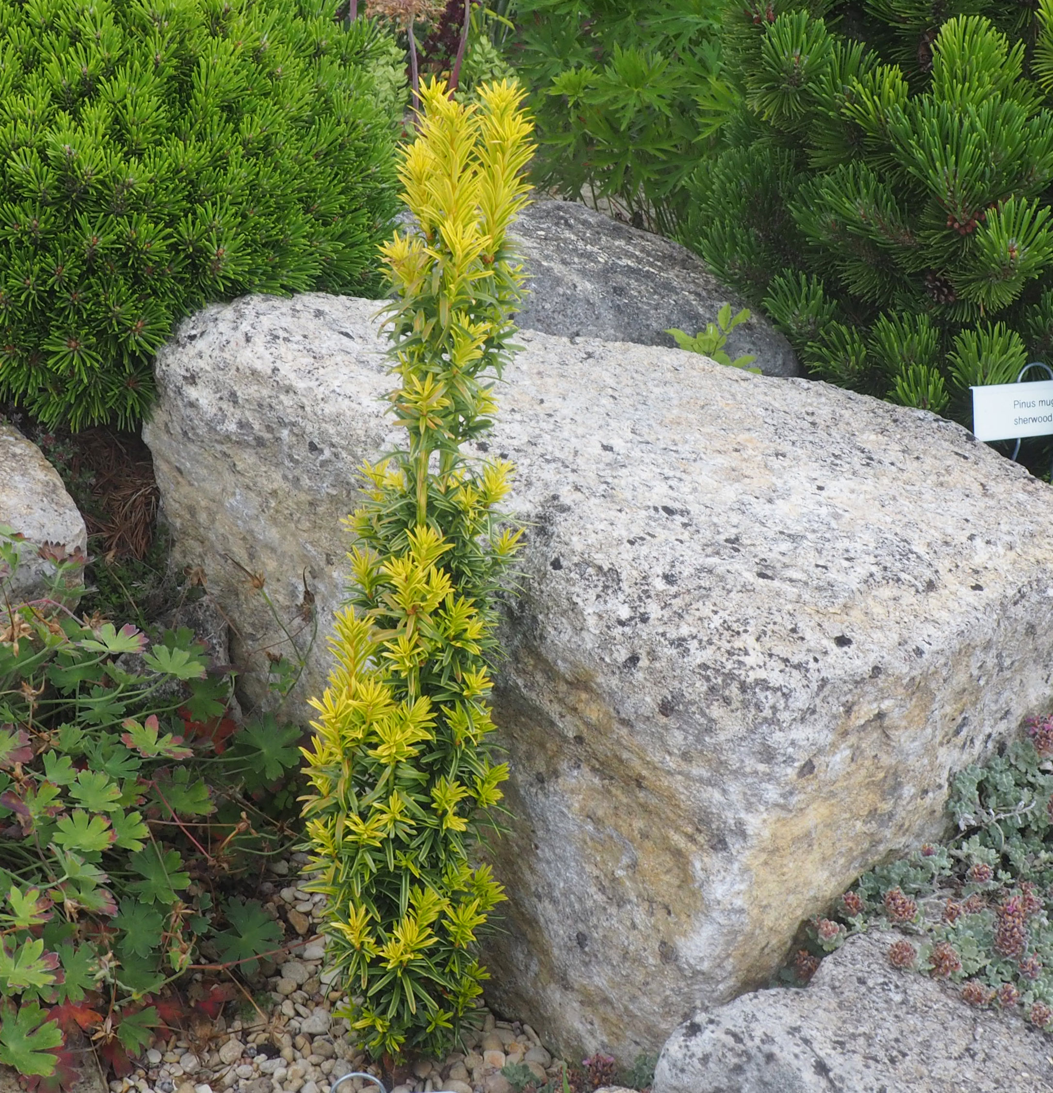 Taxus baccata 'Green Rocket'