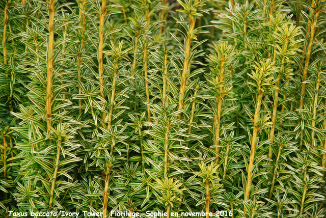 Taxus baccata 'Ivory Tower'