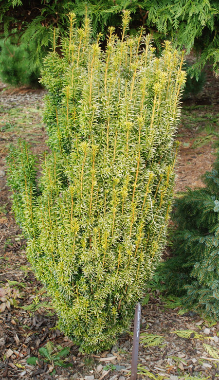 Taxus baccata 'Ivory Tower'