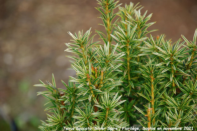 Taxus baccata 'Silver Spire'