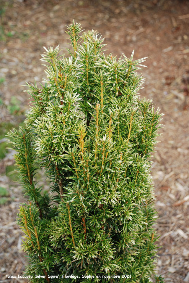 Taxus baccata 'Silver Spire'