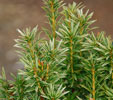 Taxus baccata 'Silver Spire'