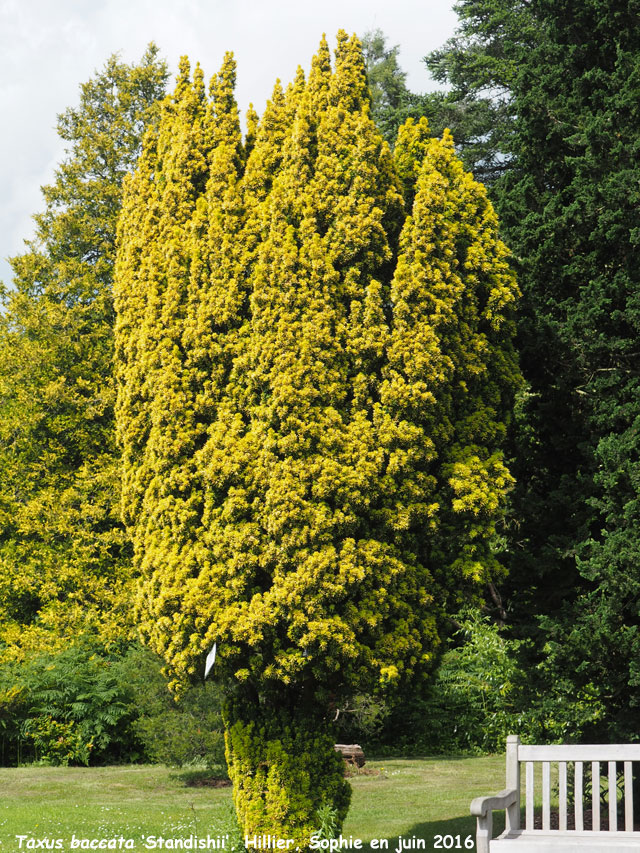 Taxus baccata 'Standishii'