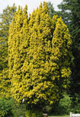 Taxus baccata 'Standishii'