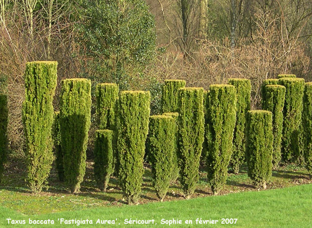 Taxus baccata 'Fastigiata Aurea'