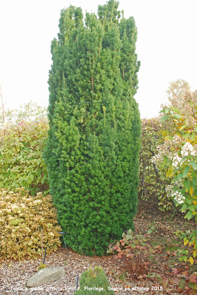 Taxus x media  'Stricta Viridis'