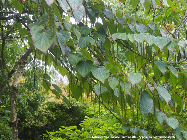 Tetracentron  sinense