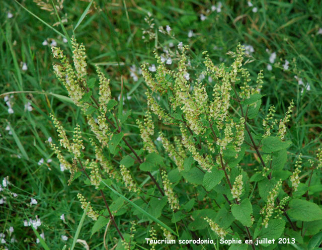 Teucrium scorodonia