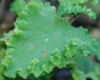 Teucrium scorodonia 'Crispum'