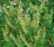 Teucrium scorodonia