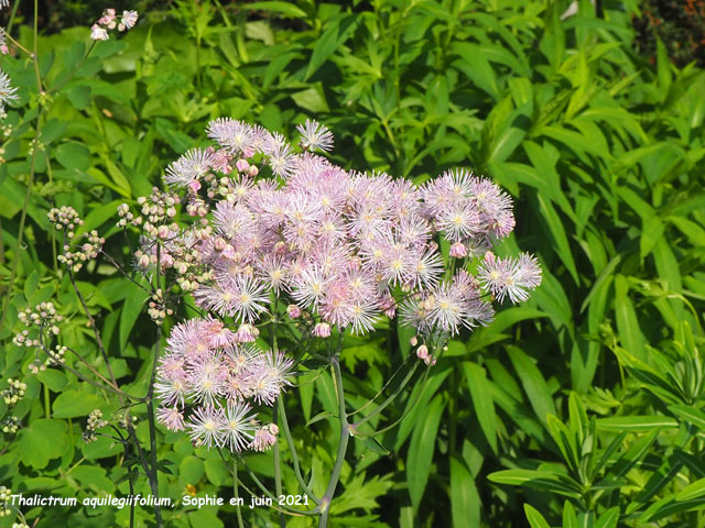 Thalictrum aquilegiifolium